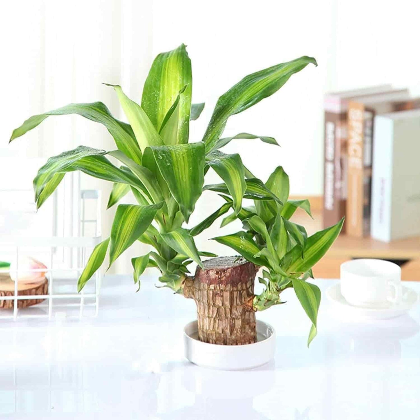 Brazilian Lucky wood Plant