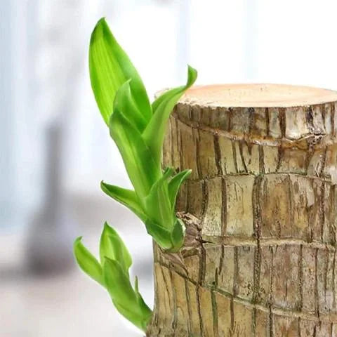 Brazilian Lucky wood Plant (Buy 1 Get 1 Free)