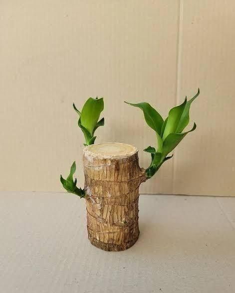 Brazilian Lucky wood Plant (Buy 1 Get 1 Free)
