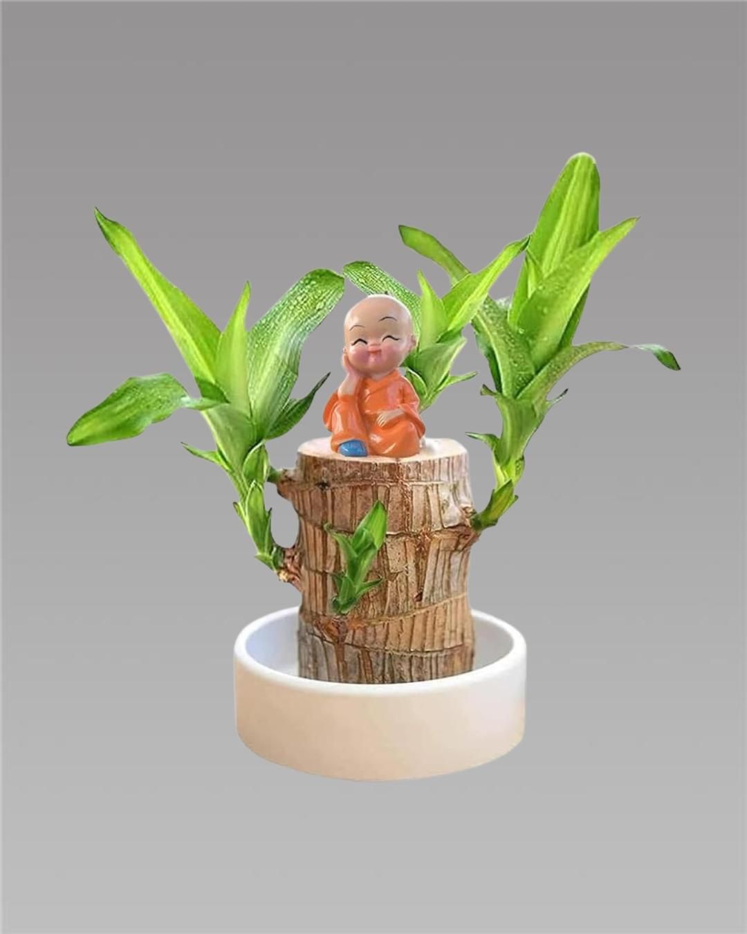 Brazilian Lucky wood Plant (Buy 1 Get 1 Free)