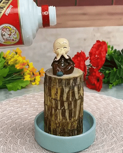 Brazilian Lucky wood Plant